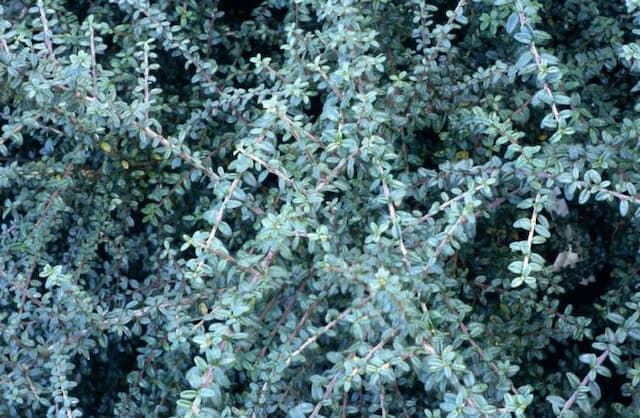 Tibetan cotoneaster 'Decorus'