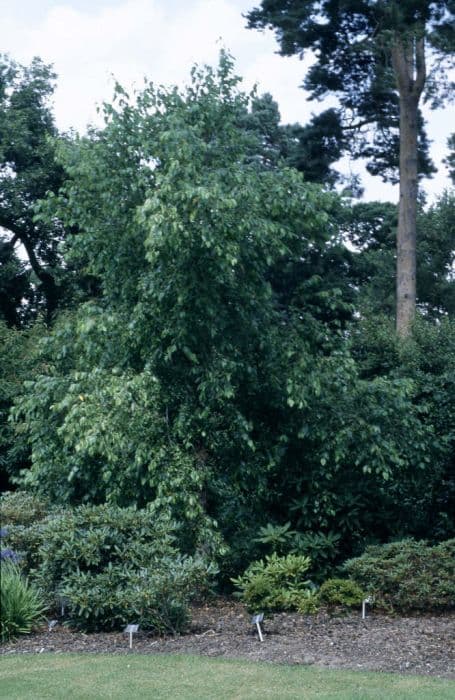 black birch 'Cully'