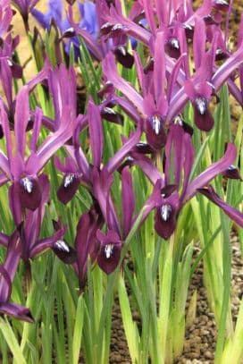 Iris 'Purple Gem'