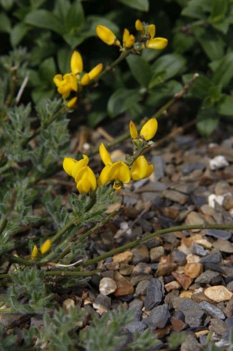 pygmy broom