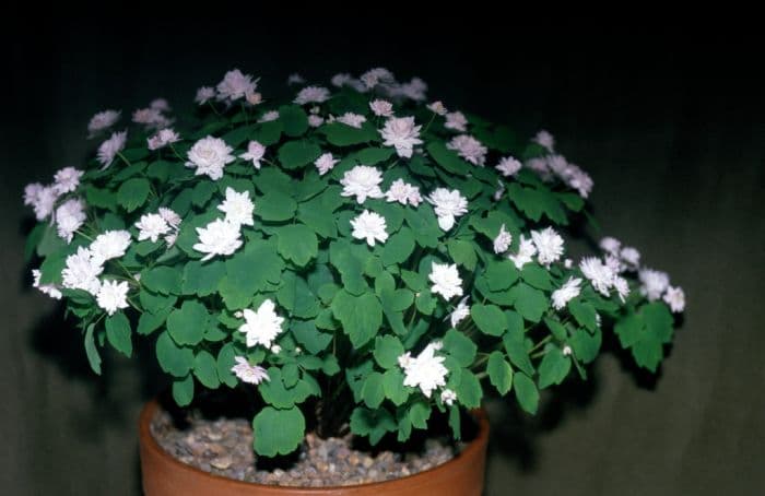 rue anemone 'Cameo'