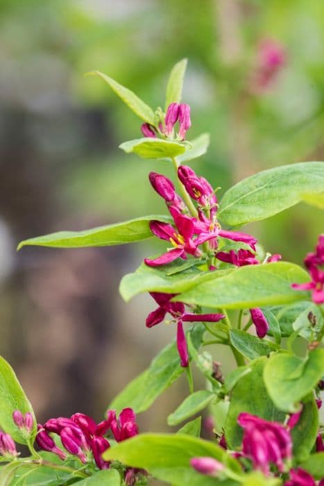 honeysuckle 'Hack's Red'