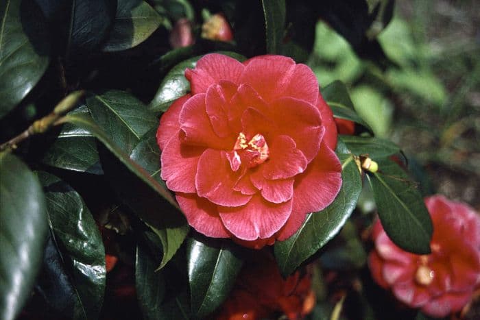 camellia 'Mercury'