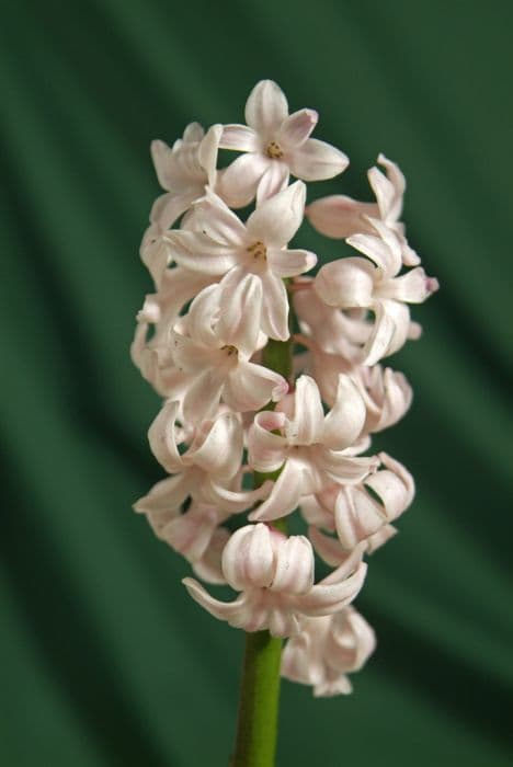 hyacinth 'China Pink'