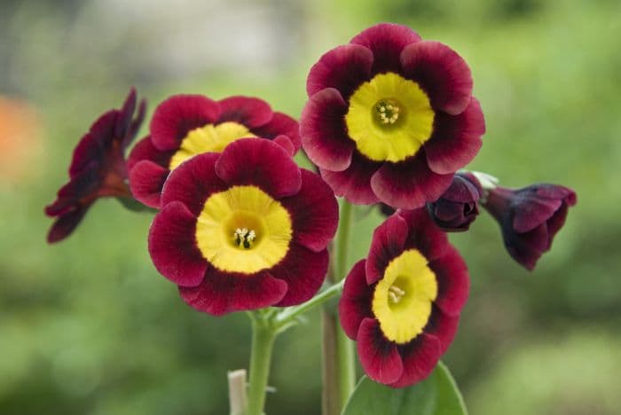 auricula 'Winifrid'