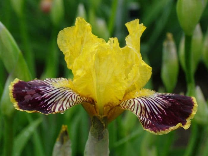 iris 'Welch's Reward'