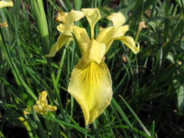 Forrest iris