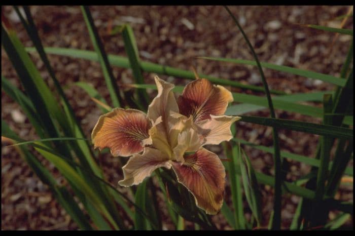 iris 'Pajaro Dunes'