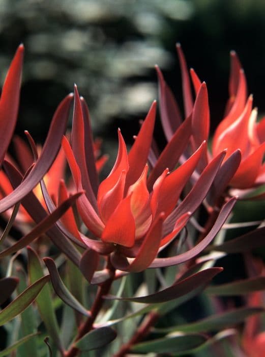 leucadendron 'Fireglow'