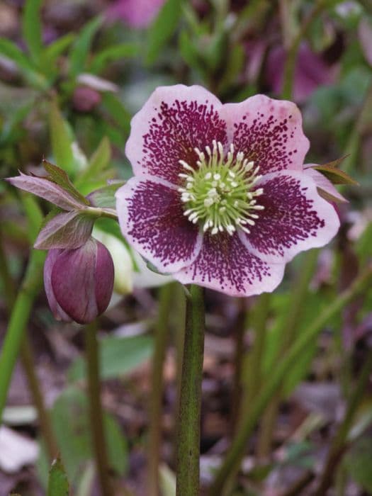 hybrid Lenten rose