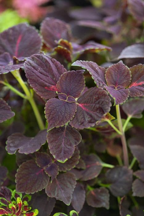 coleus 'Black Prince'