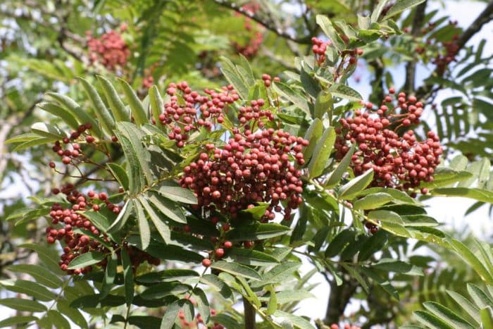 mountain ash 'Ghose'