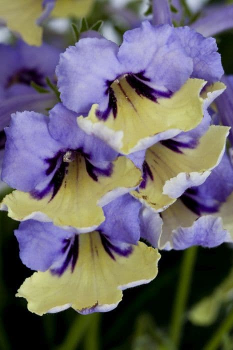 Cape primrose 'Harlequin Blue'