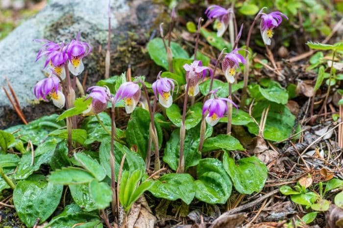 bog orchid