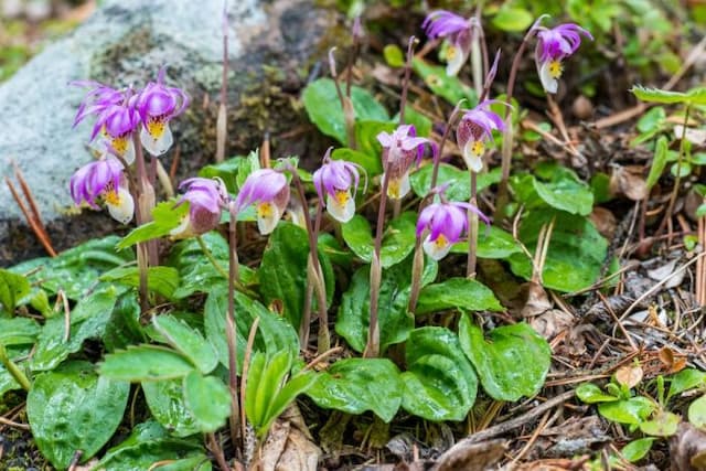 Bog orchid