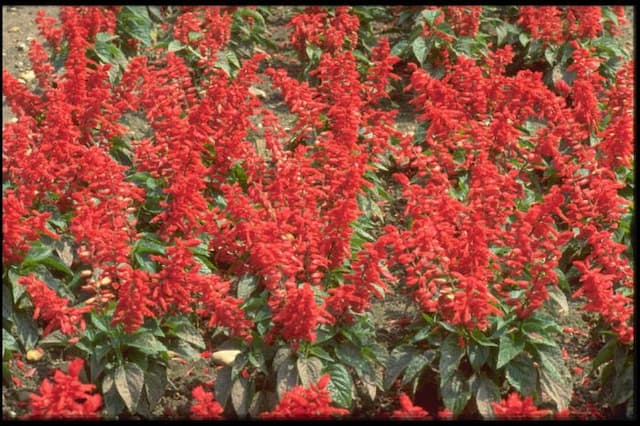 Scarlet-flowered sage 'Vanguard'