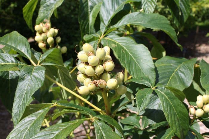 red buckeye