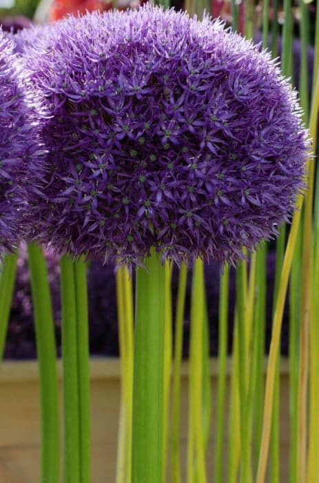 allium 'Pinball Wizard'