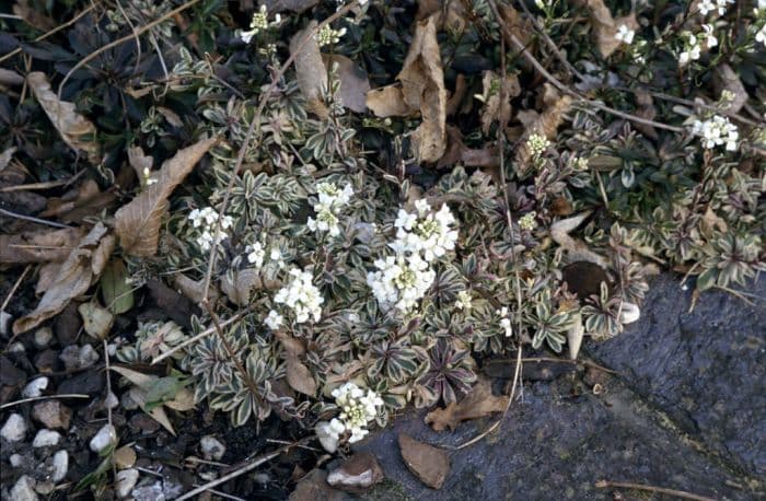 spreading rock cress 'Variegata'