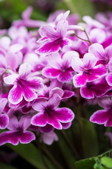 Cape primrose 'Caitlin'