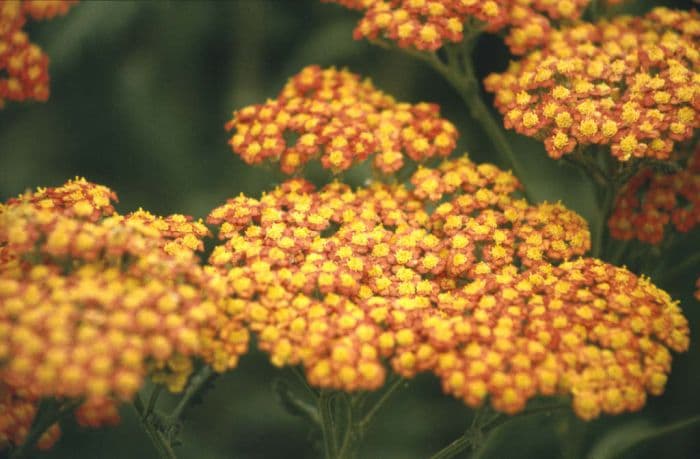 yarrow 'Walther Funcke'