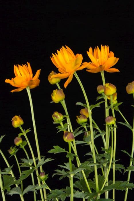 globeflower 'Dancing Flame'