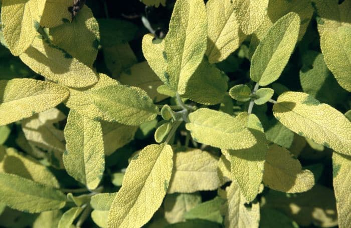 common sage 'Kew Gold'