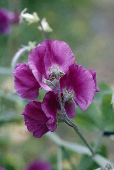 sweet pea 'Wisley'