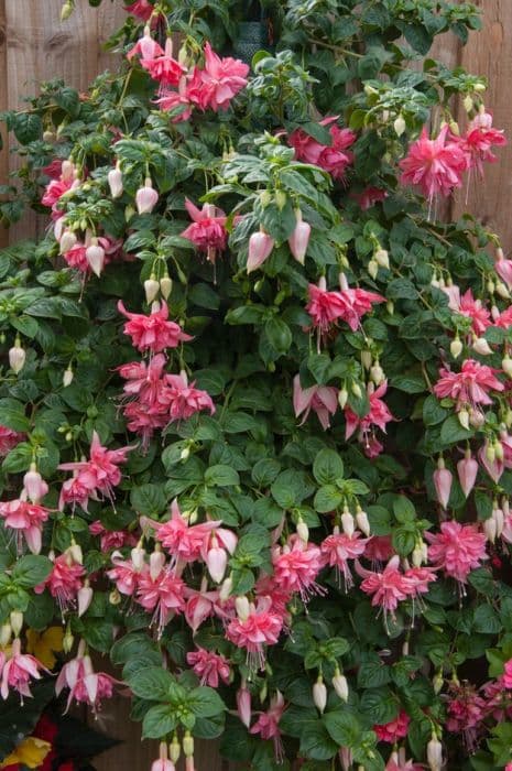 fuchsia 'Marcus Graham'