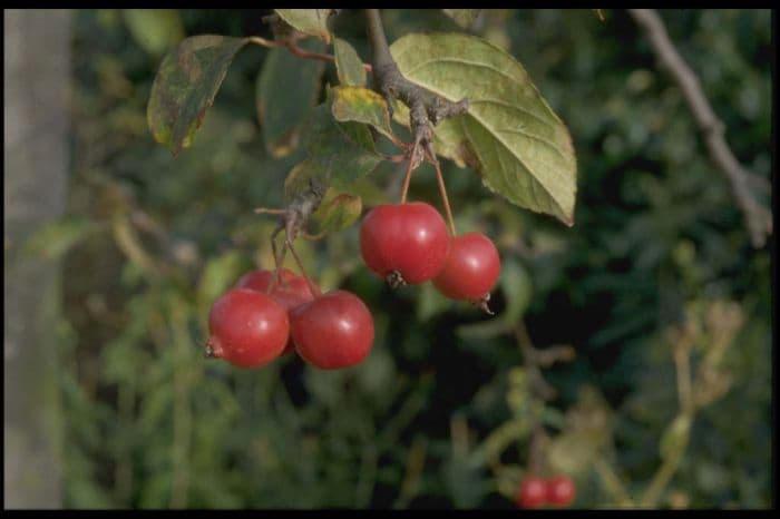 crab apple 'Red Sentinel'