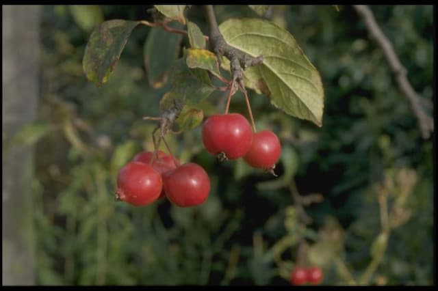 Crab apple 'Red Sentinel'