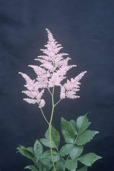 astilbe 'Peach Blossom'