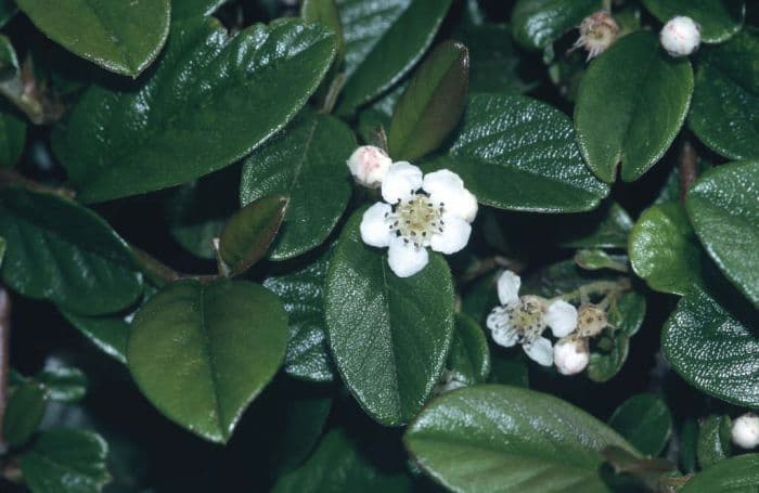 bearberry cotoneaster