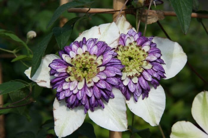 clematis [Viennetta]