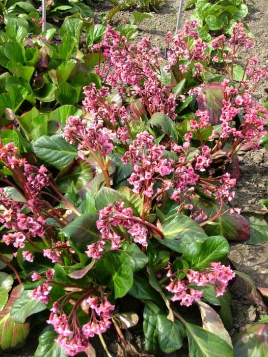 elephant's ears 'Bressingham Salmon'