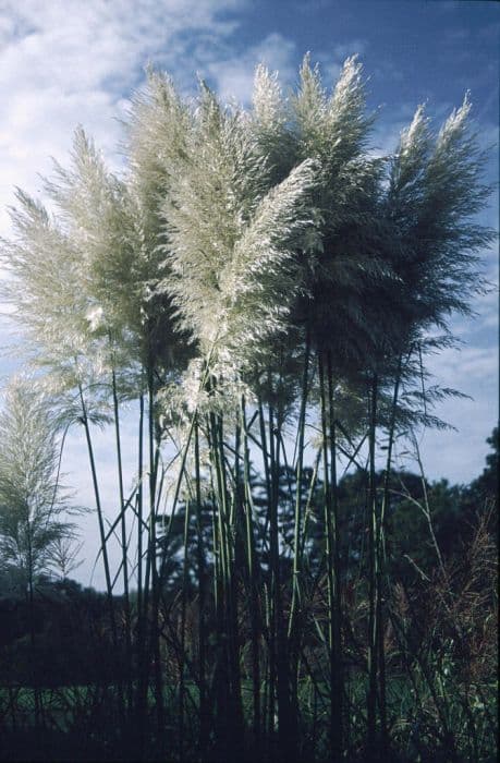 pampas grass 'Sunningdale Silver'