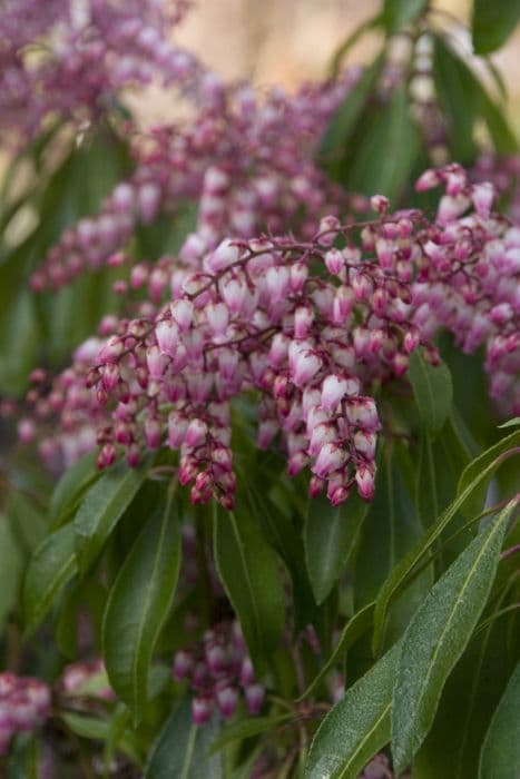 pieris 'Valley Rose'