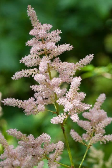 astilbe 'Europa'