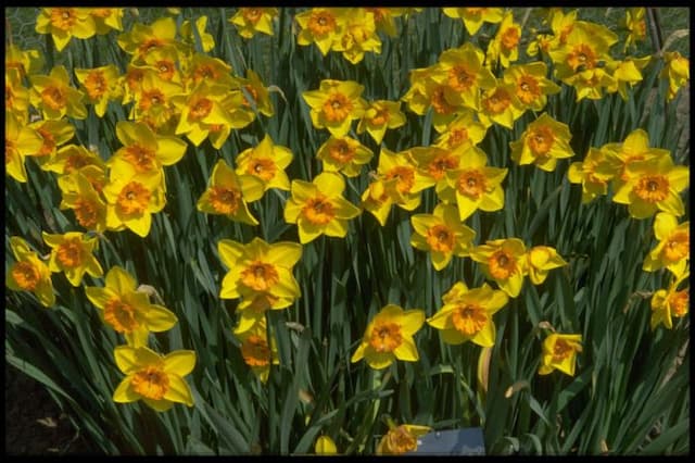 Daffodil 'Feeling Lucky'