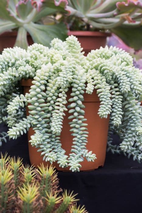 baby burro's tail