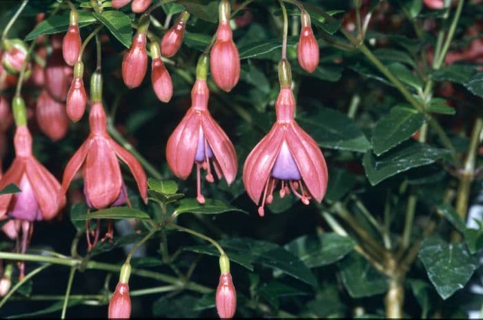 fuchsia 'Tom Thumb'