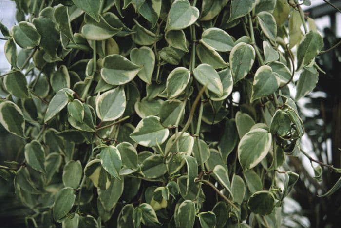 variegated Cupid peperomia