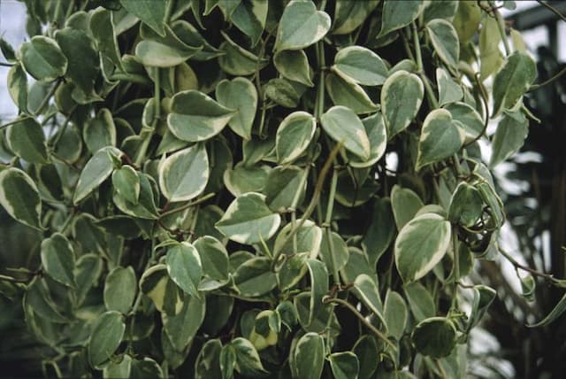 Variegated Cupid peperomia