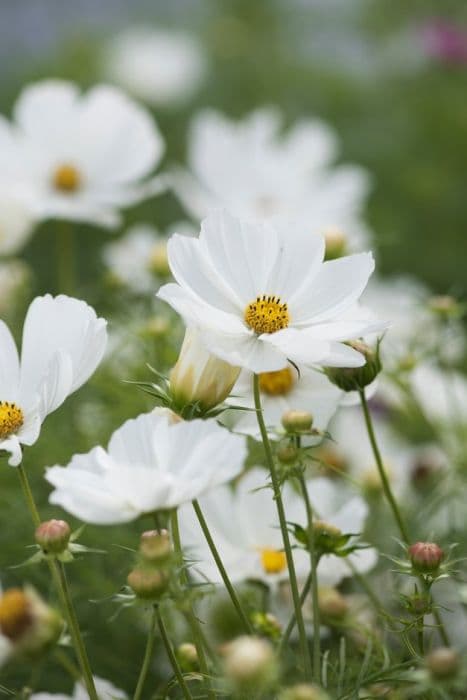 cosmea 'Cosmix White'