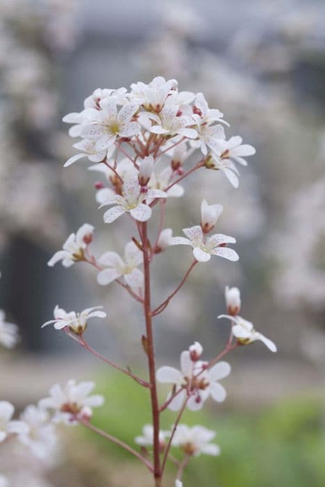 Spoon-leaved saxifrage