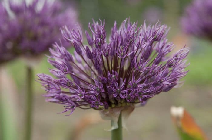 allium 'Powder Puff'