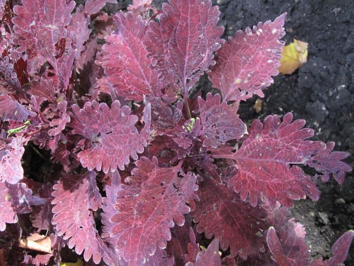 coleus 'Juliet Quartermain'