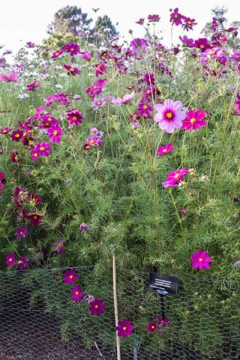 cosmea 'Versailles Tetra'