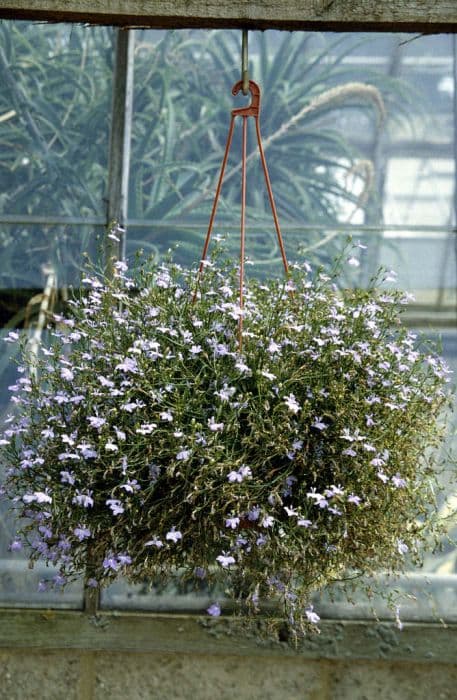 trailing lobelia 'Regatta Sky Blue'