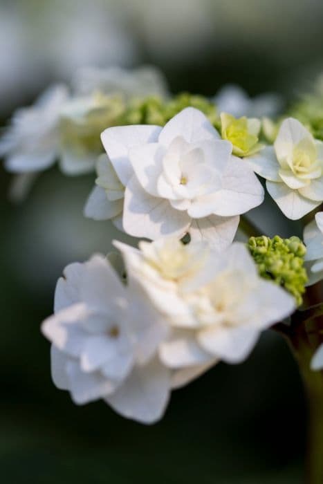 hydrangea 'Wedding Gown'